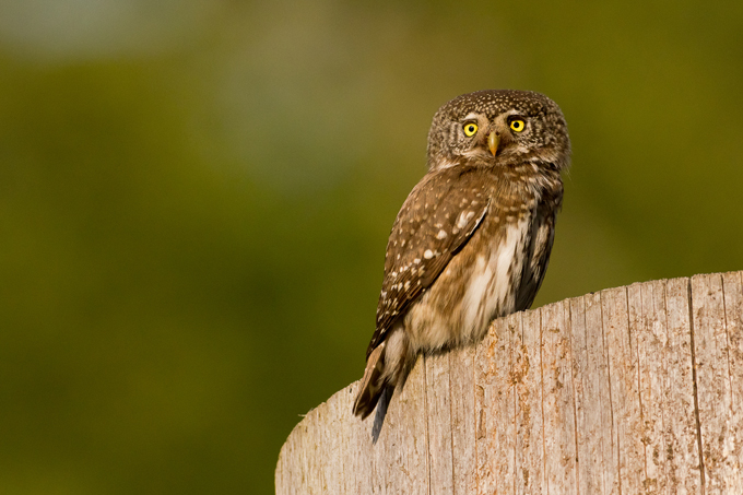 Sperlingskauz, Eurasian pygmy owl (<em>Glaucidium passerinum</em>)