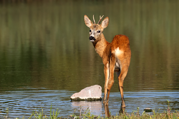 Reh, Roe deer (<em>Capreolus capreolus</em>)