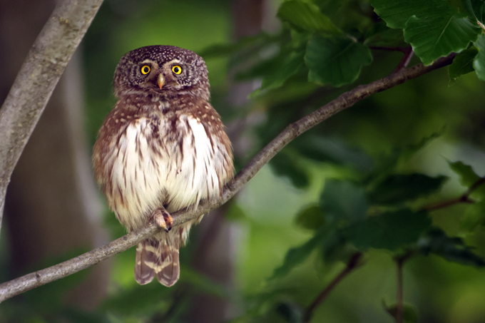 Sperlingskauz, Eurasian pygmy owl (<em>Glaucidium passerinum</em>)