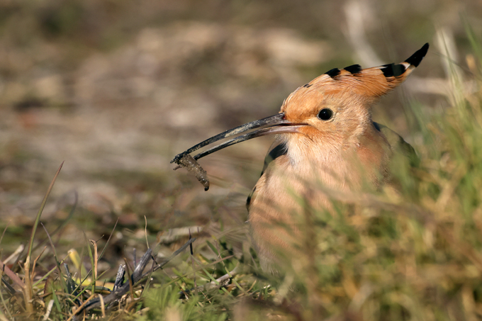 Wiedehopf, Eurasian hoopoe (<em>Upupa epops</em>)