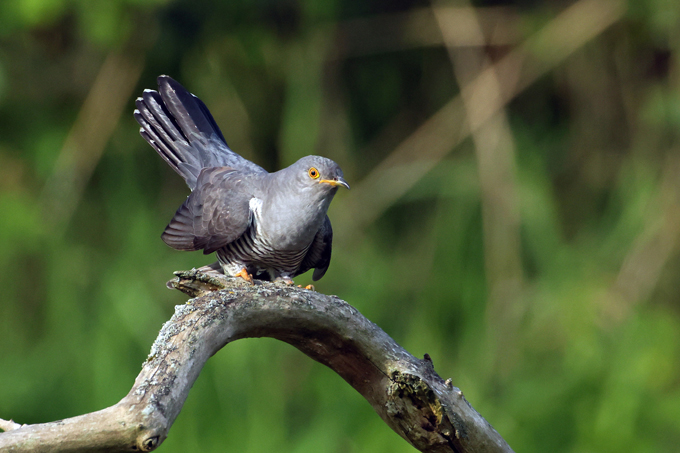 Kuckuck, Common cuckoo (<em>Cuculus canorus</em>)