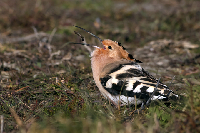 Wiedehopf, Eurasian hoopoe (<em>Upupa epops</em>)