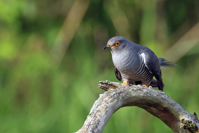 Kuckuck, Common cuckoo (<em>Cuculus canorus</em>)