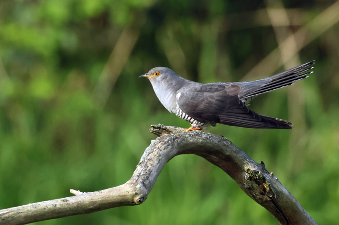 Kuckuck, Common cuckoo (<em>Cuculus canorus</em>)