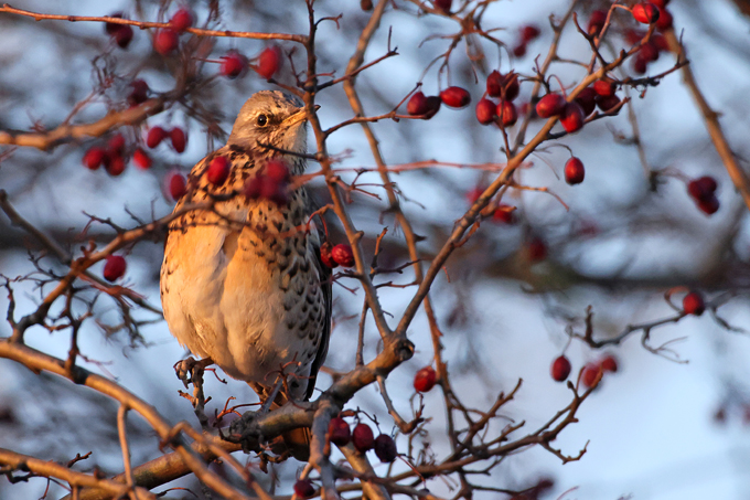 Wacholderdrossel, Fieldfare (<em>Turdus pilaris</em>)