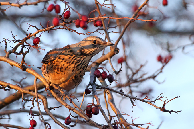Wacholderdrossel, Fieldfare (<em>Turdus pilaris</em>)