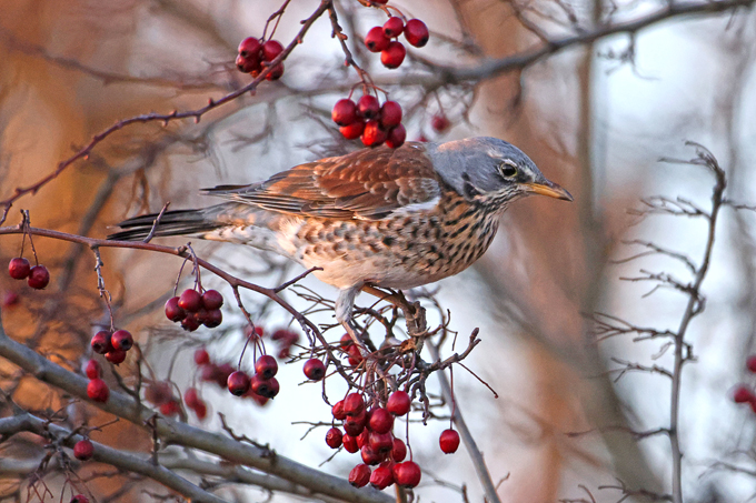 Wacholderdrossel, Fieldfare (<em>Turdus pilaris</em>)