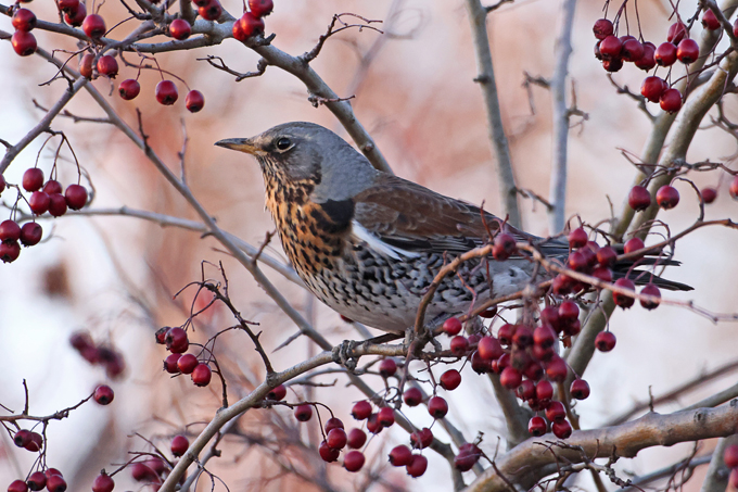 Wacholderdrossel, Fieldfare (<em>Turdus pilaris</em>)
