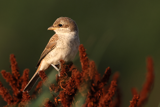 Neuntöter, Red-backed shrike (<em>Lanius collurio</em>)