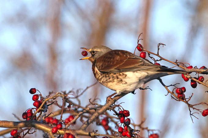 Wacholderdrossel, Fieldfare (<em>Turdus pilaris</em>)