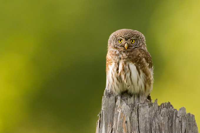 Sperlingskauz, Eurasian pygmy owl (<em>Glaucidium passerinum</em>)