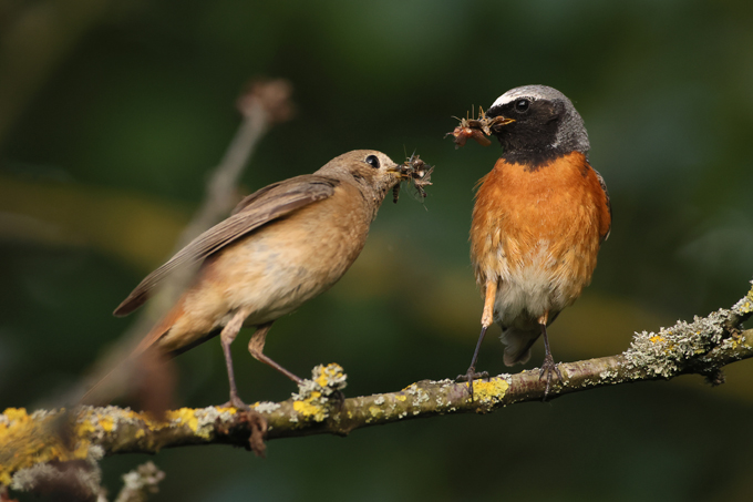 Gartenrotschwanz, Common redstart (<em>Phoenicurus phoenicurus</em>)