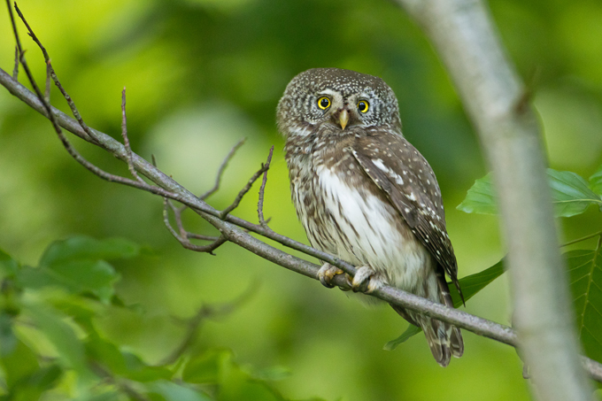 Sperlingskauz, Eurasian pygmy owl (<em>Glaucidium passerinum</em>)