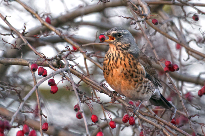 Wacholderdrossel, Fieldfare (<em>Turdus pilaris</em>)