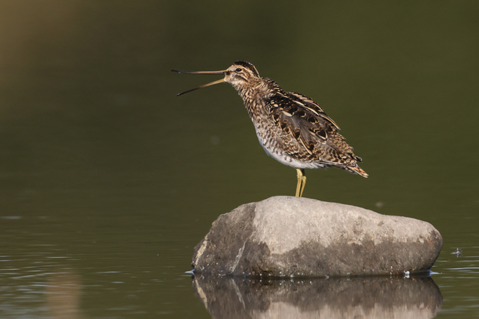 Bekassine, Common snipe (<em>Gallinago gallinago</em>)