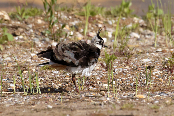Kiebitz, Northern lapwing (<em>Vanellus vanellus</em>)