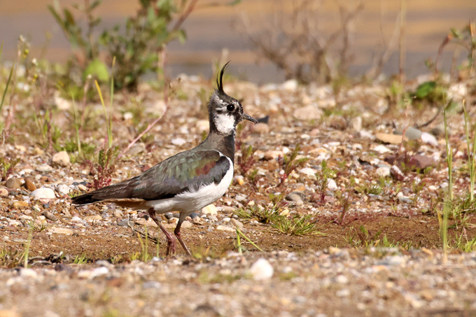 Kiebitz, Northern lapwing (<em>Vanellus vanellus</em>)