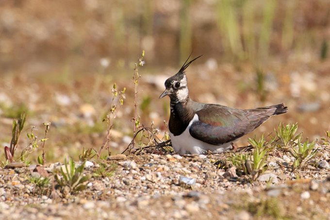 Kiebitz, Northern lapwing (<em>Vanellus vanellus</em>)