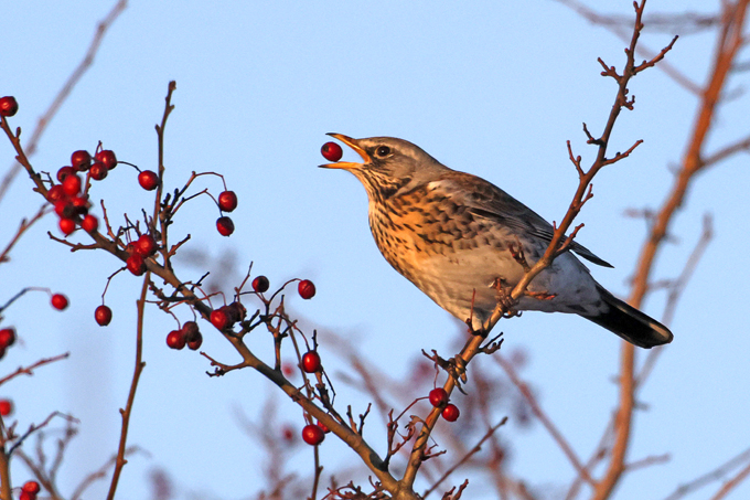 Wacholderdrossel, Fieldfare (<em>Turdus pilaris</em>)