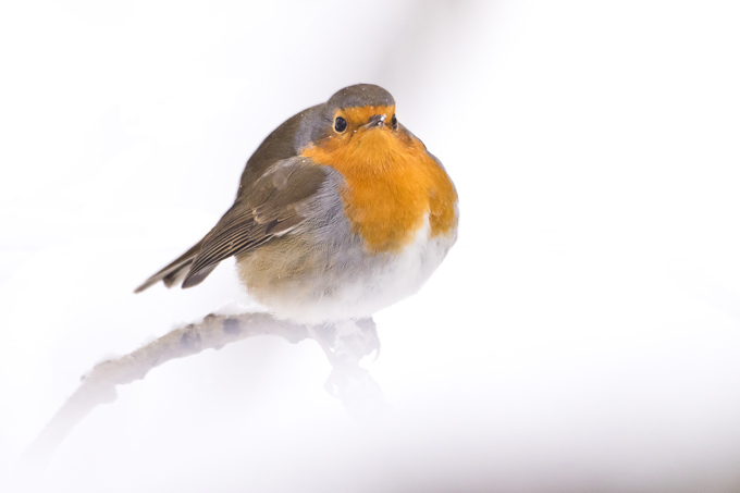 Rotkehlchen, European robin (<em>Erithacus rubecula</em>)