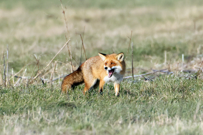 Rotfuchs, Red fox (<em>Vulpes vulpes</em>)