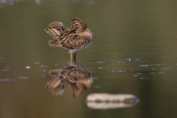 Bekassine, Common snipe (<em>Gallinago gallinago</em>)