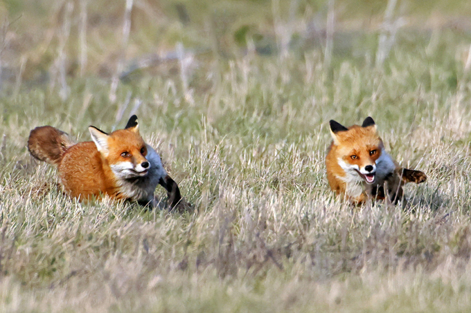 Rotfuchs, Red fox (<em>Vulpes vulpes</em>)