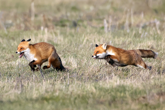 Rotfuchs, Red fox (<em>Vulpes vulpes</em>)