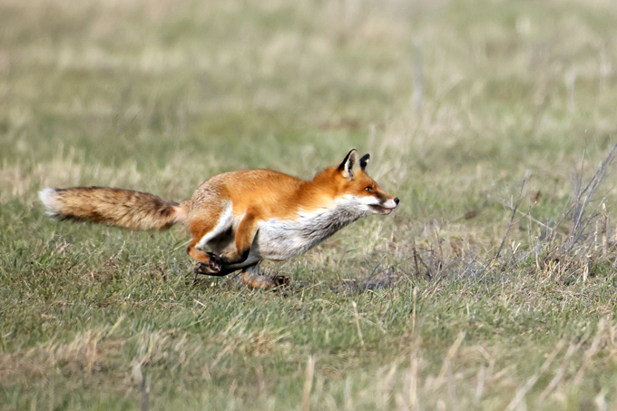 Rotfuchs, Red fox (<em>Vulpes vulpes</em>)
