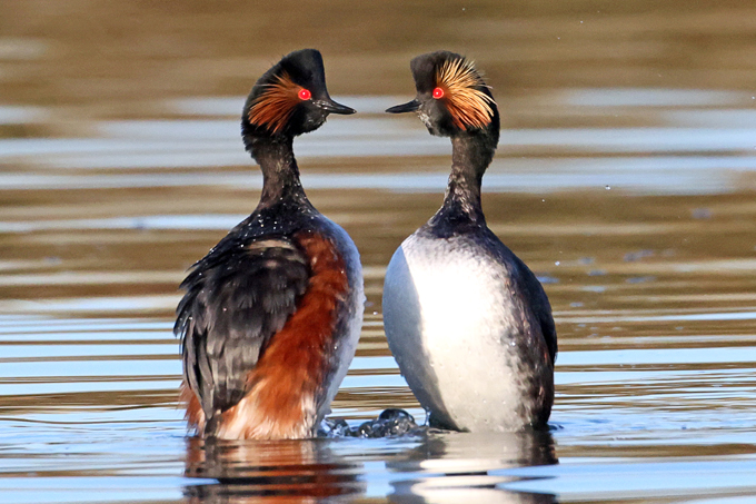 Schwarzhalstaucher, Black-necked grebe (<em>Podiceps nigricollis</em>)
