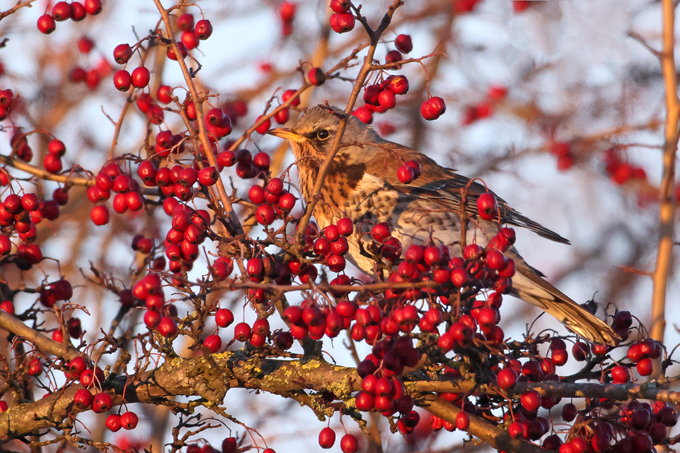 Wacholderdrossel, Fieldfare (<em>Turdus pilaris</em>)