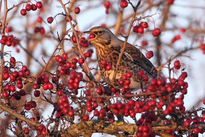 Wacholderdrossel, Fieldfare (<em>Turdus pilaris</em>)