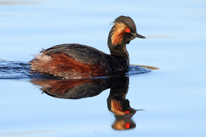 Schwarzhalstaucher, Black-necked grebe (<em>Podiceps nigricollis</em>)