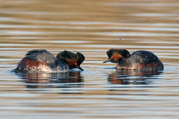 Schwarzhalstaucher, Black-necked grebe (<em>Podiceps nigricollis</em>)