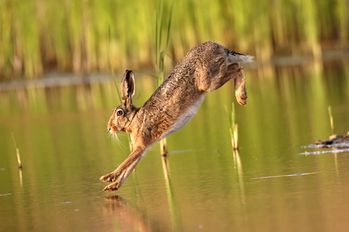 Feldhase, European hare (<em>Lepus europaeus</em>)