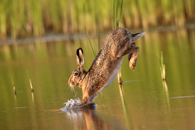 Feldhase, European hare (<em>Lepus europaeus</em>)