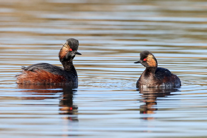 Schwarzhalstaucher, Black-necked grebe (<em>Podiceps nigricollis</em>)