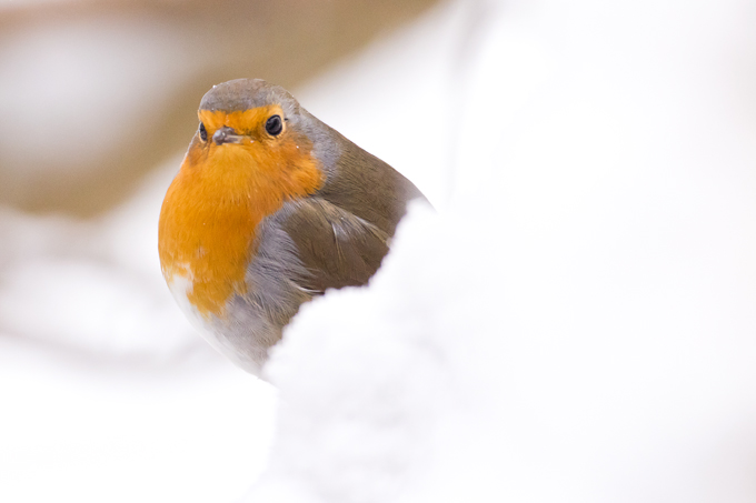 Rotkehlchen, European robin (<em>Erithacus rubecula</em>)