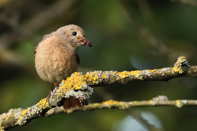Gartenrotschwanz, Common redstart (<em>Phoenicurus phoenicurus</em>)