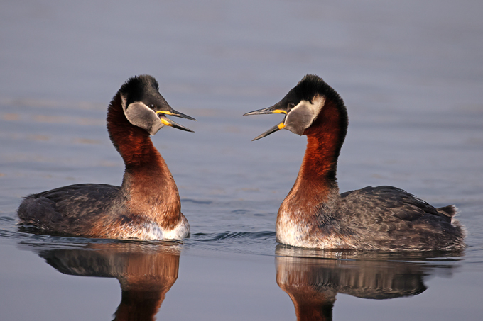 Rothalstaucher, Red-necked grebe (<em>Podiceps grisegena</em>)