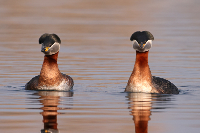 Rothalstaucher, Red-necked grebe (<em>Podiceps grisegena</em>)