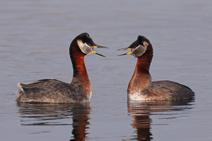 Rothalstaucher, Red-necked grebe (<em>Podiceps grisegena</em>)