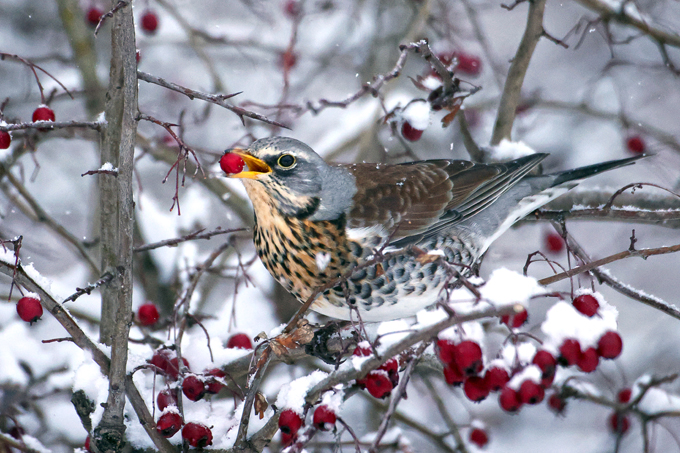 Wacholderdrossel, Fieldfare (<em>Turdus pilaris</em>)