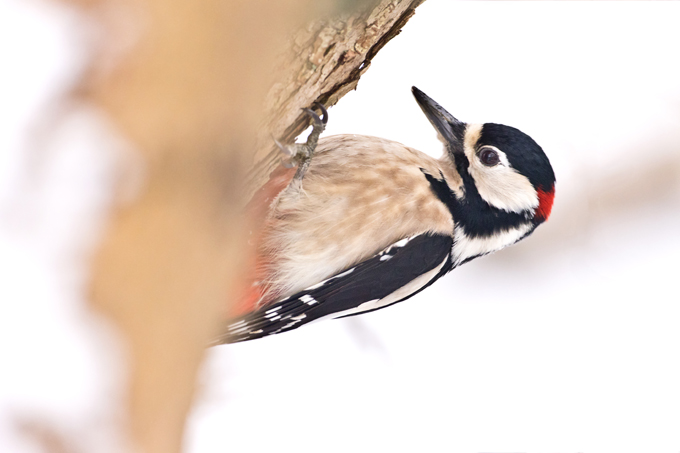 Buntspecht, Great spotted woodpecker (<em>Dendrocopos major</em>)