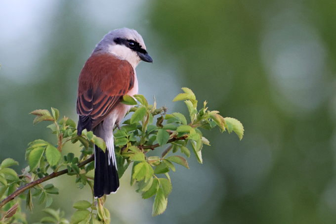 Neuntöter, Red-backed shrike (<em>Lanius collurio</em>)