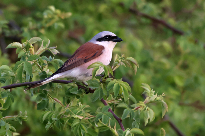 Neuntöter, Red-backed shrike (<em>Lanius collurio</em>)