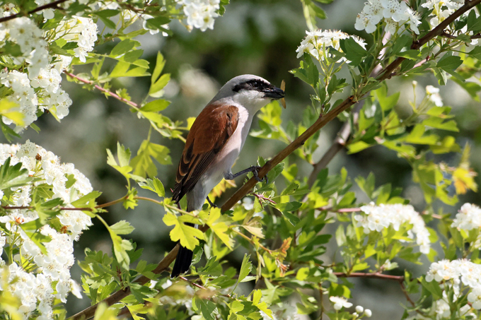 Neuntöter, Red-backed shrike (<em>Lanius collurio</em>)