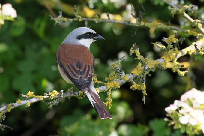 Neuntöter, Red-backed shrike (<em>Lanius collurio</em>)