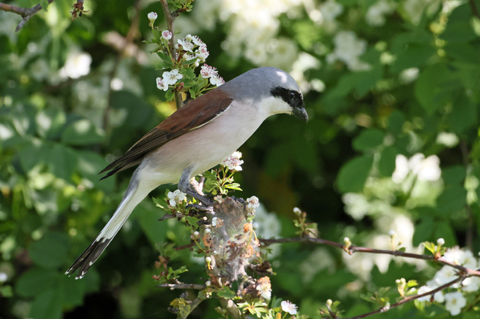 Neuntöter, Red-backed shrike (<em>Lanius collurio</em>)