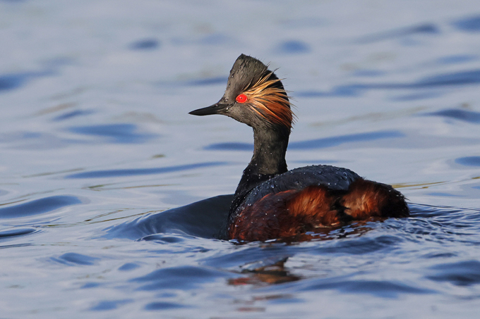 Schwarzhalstaucher, Black-necked grebe (<em>Podiceps nigricollis</em>)